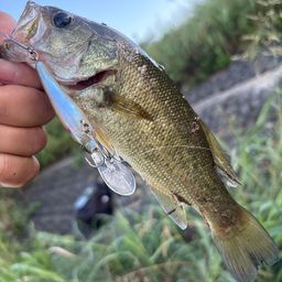 ラージマウスバス