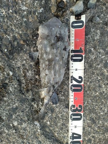イシガキフグの釣果