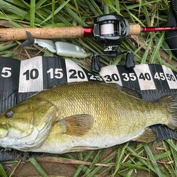 スモールマウスバス