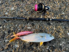 ワカシの釣果