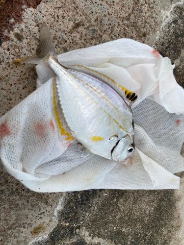ヒイラギの釣果
