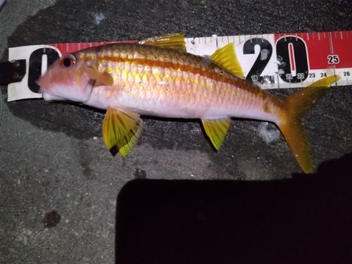 アカヒメジの釣果