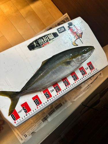 イナダの釣果