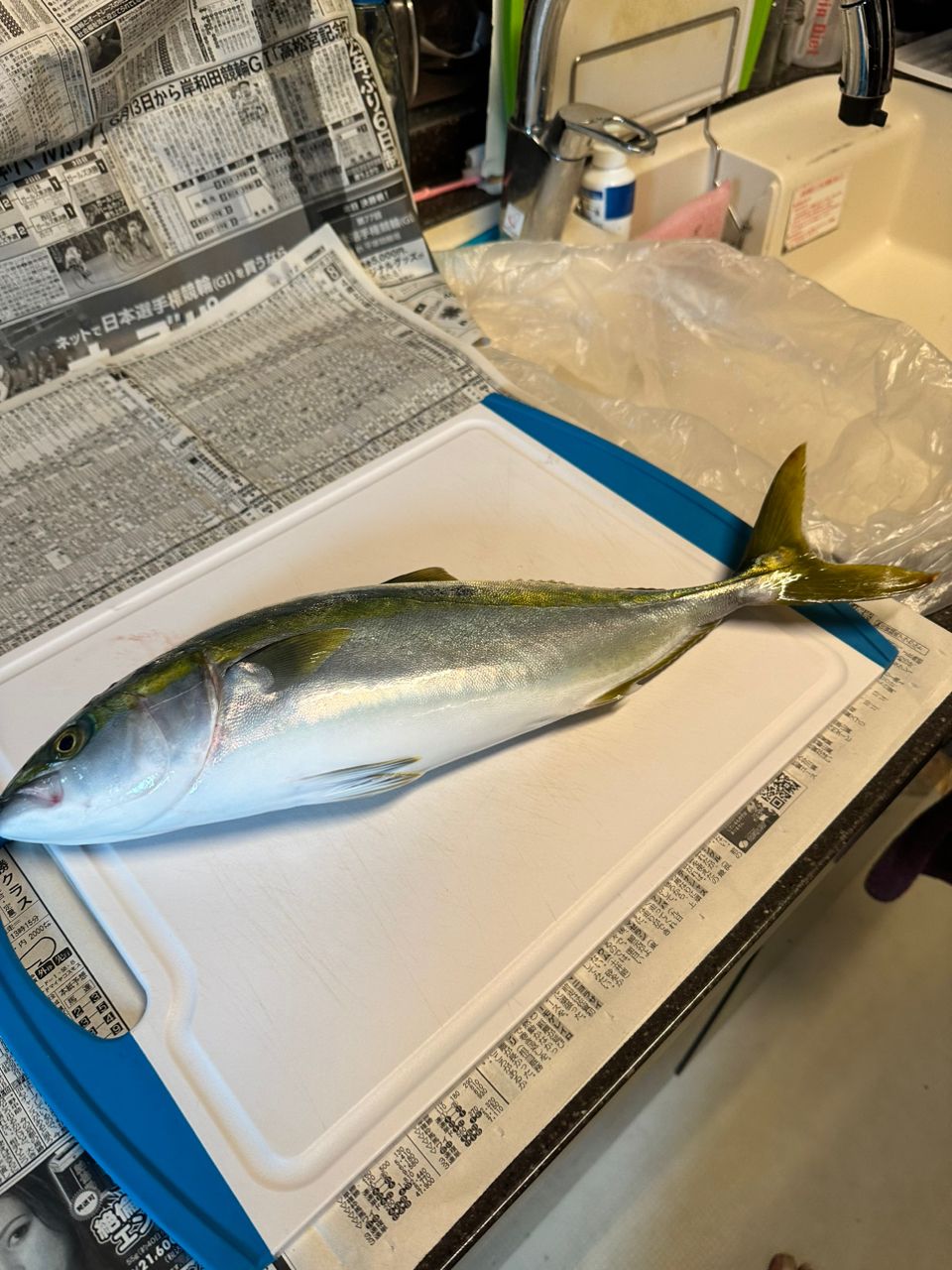 釣り人見習いさんの釣果 2枚目の画像