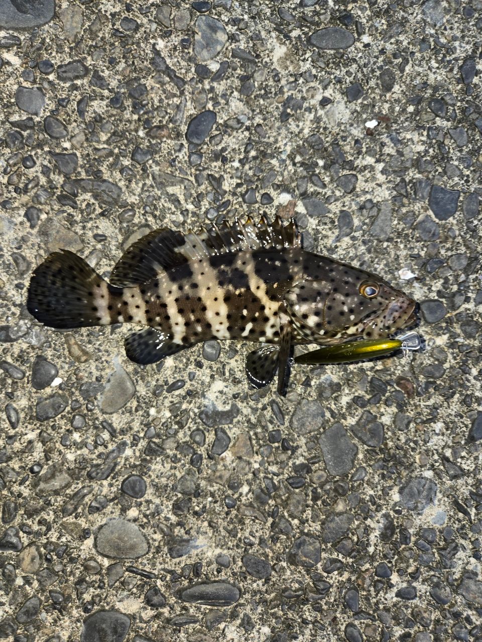 チャイロマルハタ
