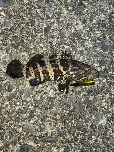 チャイロマルハタの釣果
