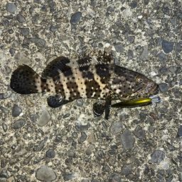 チャイロマルハタ