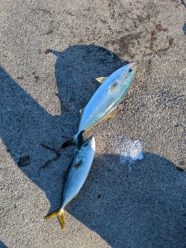 ワカシの釣果