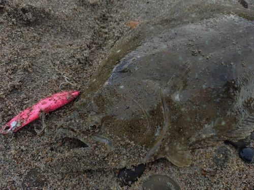 ヒラメの釣果