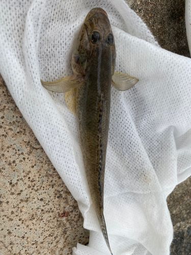マハゼの釣果