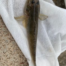 マハゼ