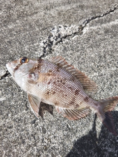 メイチダイの釣果