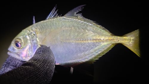 メッキの釣果