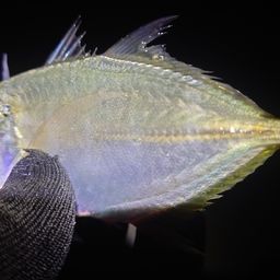 メッキ