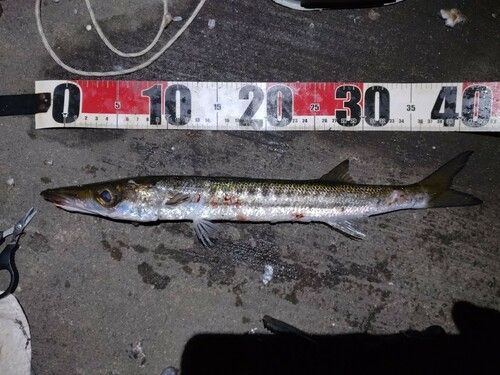 カマスの釣果