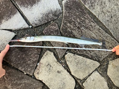 ダツの釣果