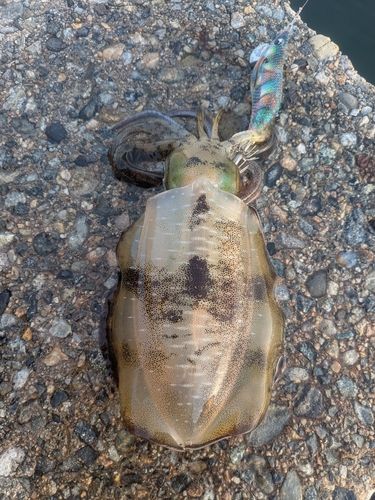 アオリイカの釣果