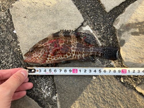 オオモンハタの釣果