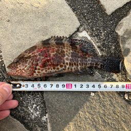オオモンハタ