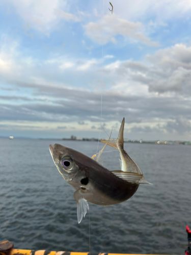 磯子海づり施設
