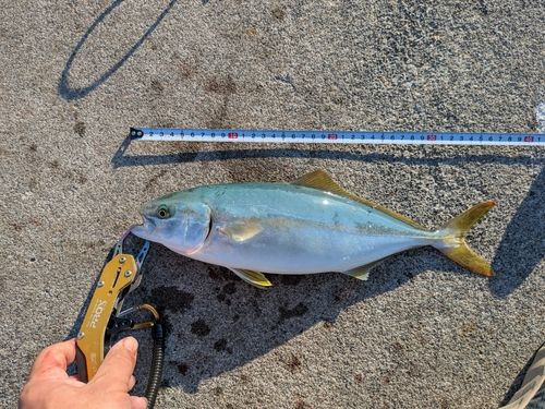 吉浜湾