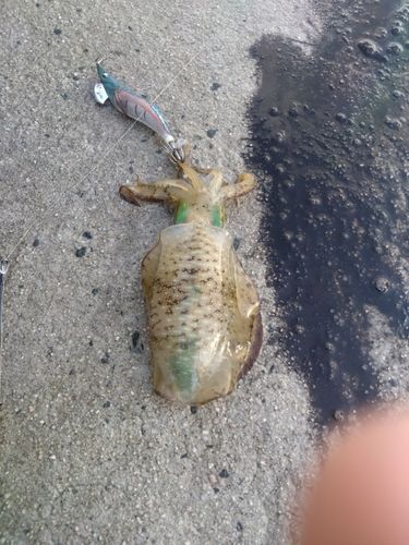 アオリイカの釣果