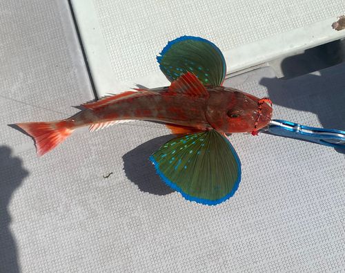ホウボウの釣果
