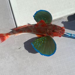 ホウボウ