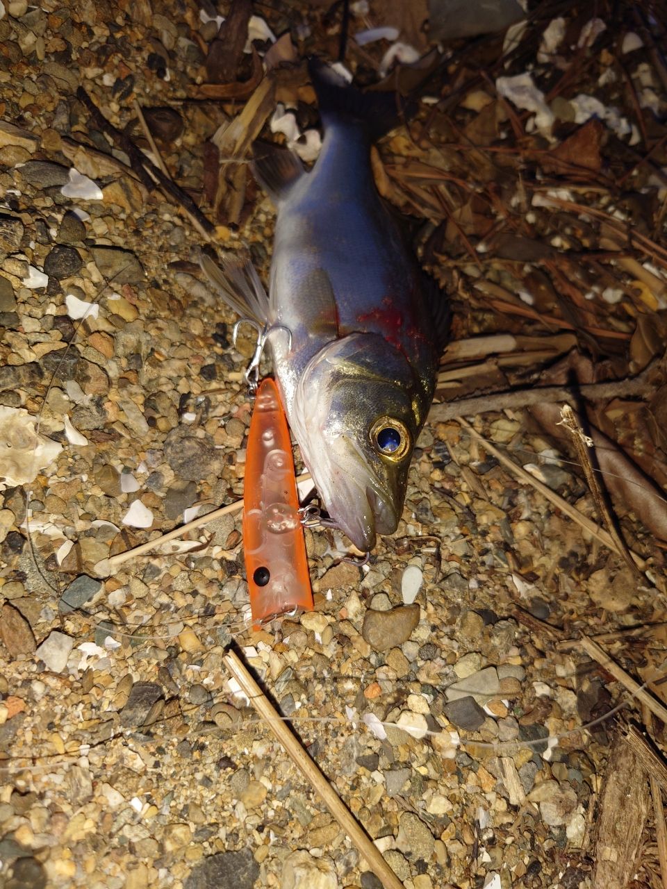 SHIMANO 17セフィア CI4+ S806Lの最安値・インプレ・釣果 | 本音の