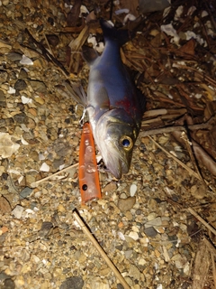 セイゴ(ヒラスズキ)の釣果