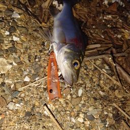 セイゴ(ヒラスズキ)