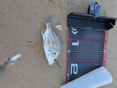 キビレの釣果