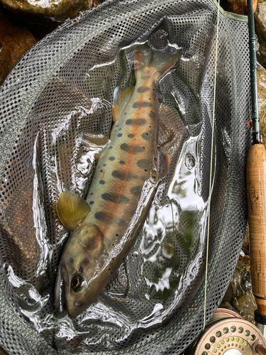 ヤマメの釣果