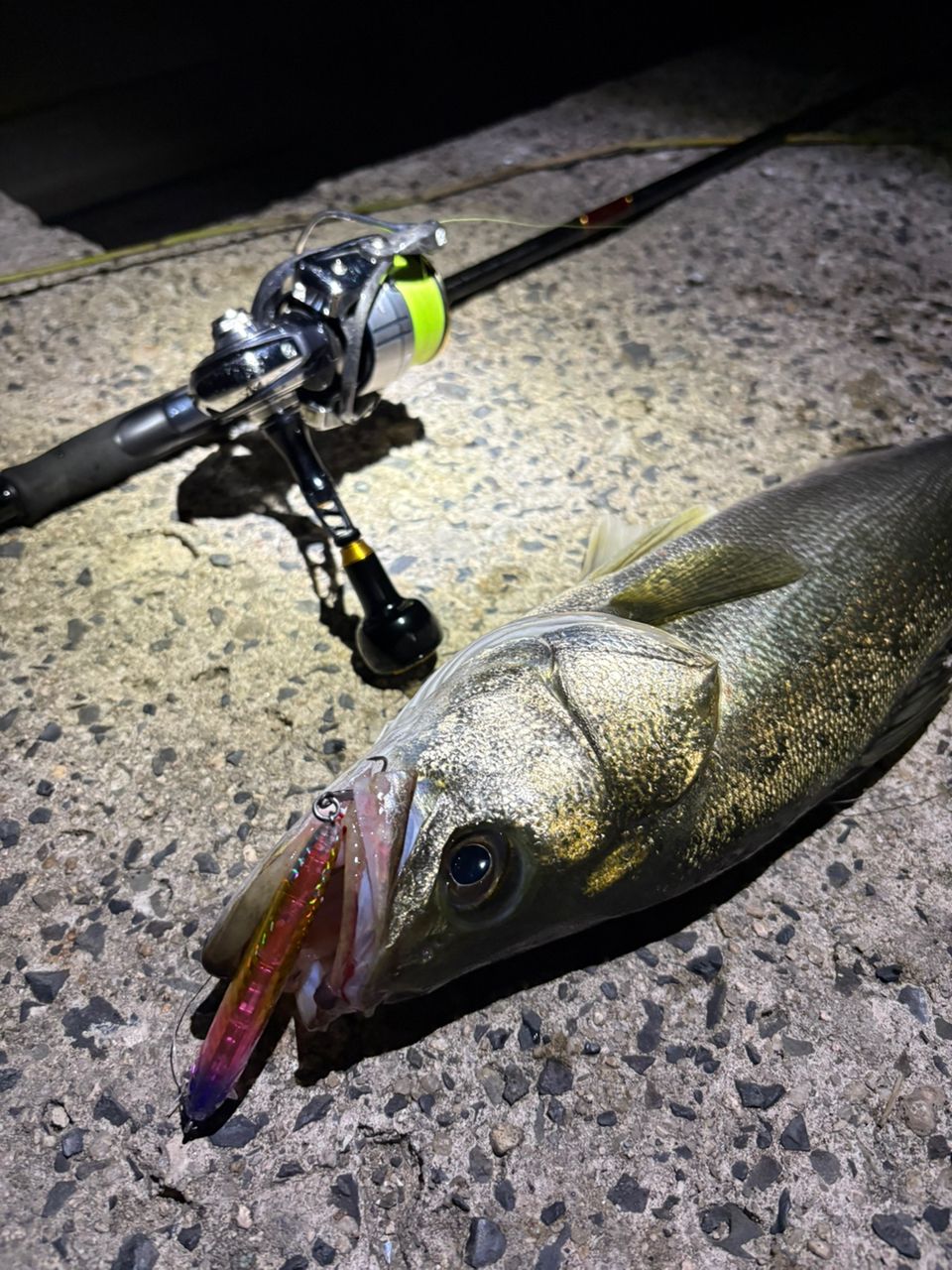 DAIWA 19ラテオ R 96MLの最安値・インプレ・釣果 | 本音の口コミ