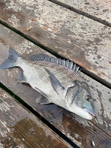 仮屋湾西遊魚センター