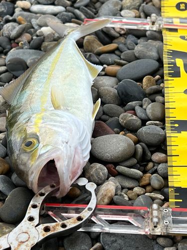 ショゴの釣果