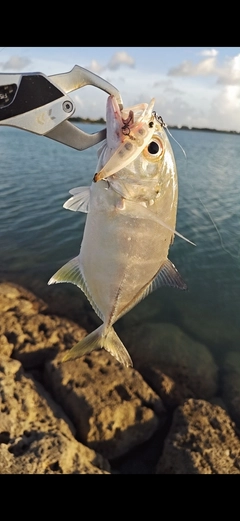 ギンガメアジの釣果