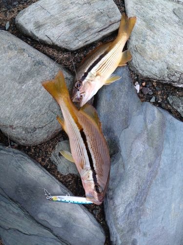 ヨコスジフエダイの釣果