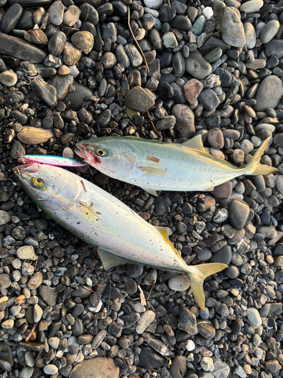 ワカシ