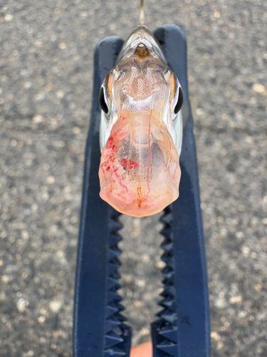 ヒイラギの釣果