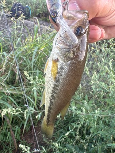 ラージマウスバスの釣果