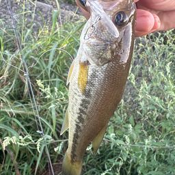 ラージマウスバス