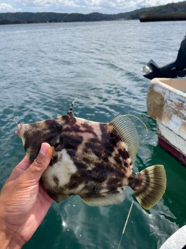 カワハギの釣果