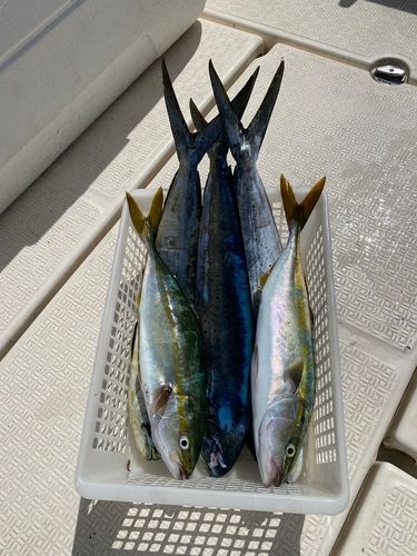 伊勢湾湾奥