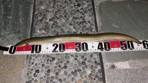 ウナギの釣果