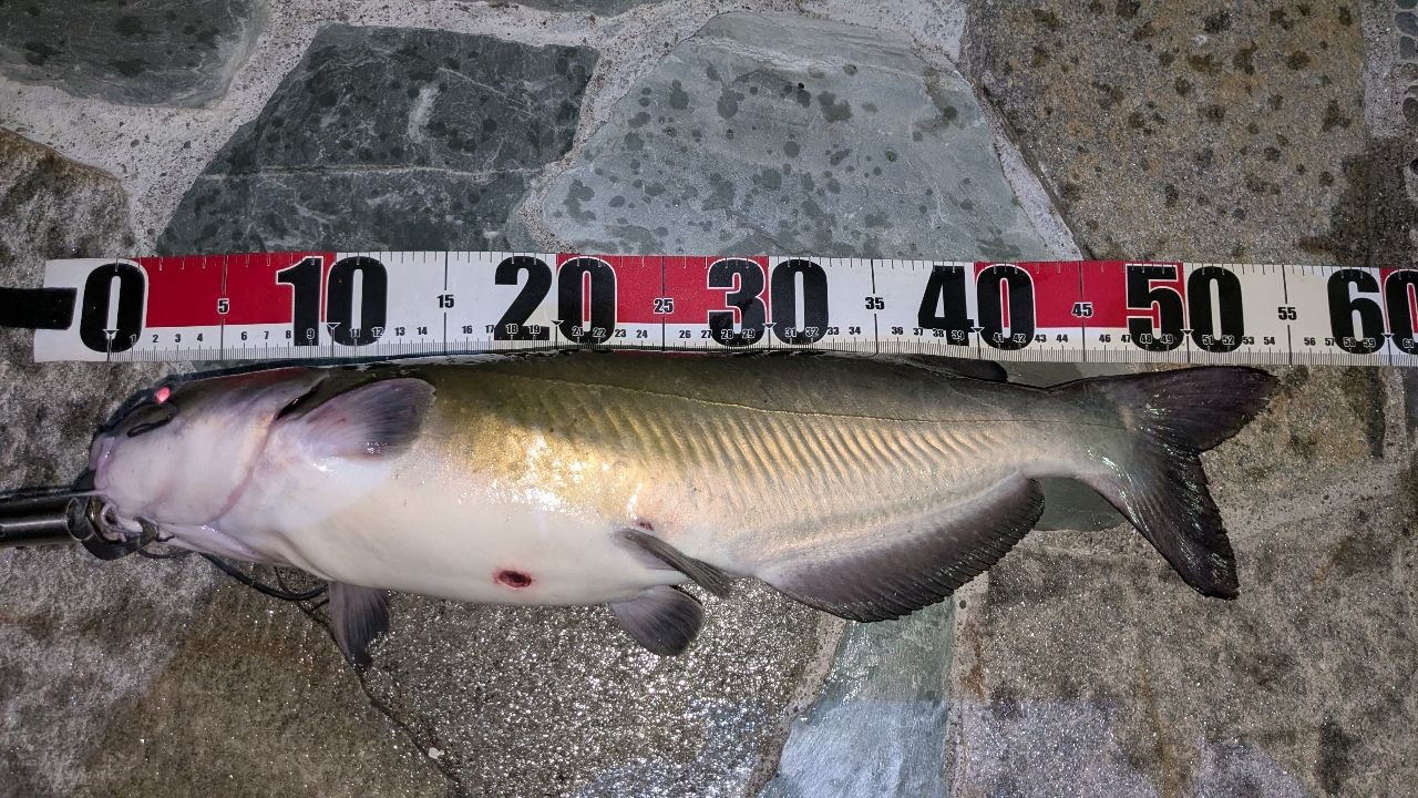 アメリカナマズ