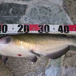 アメリカナマズ