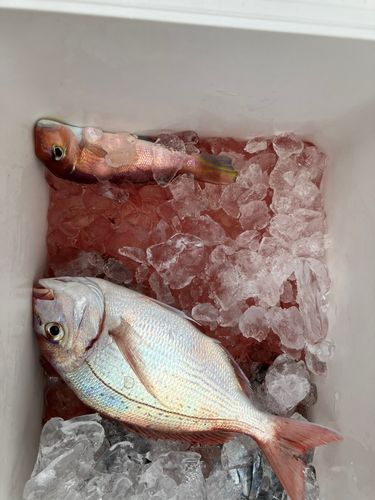 駿河湾