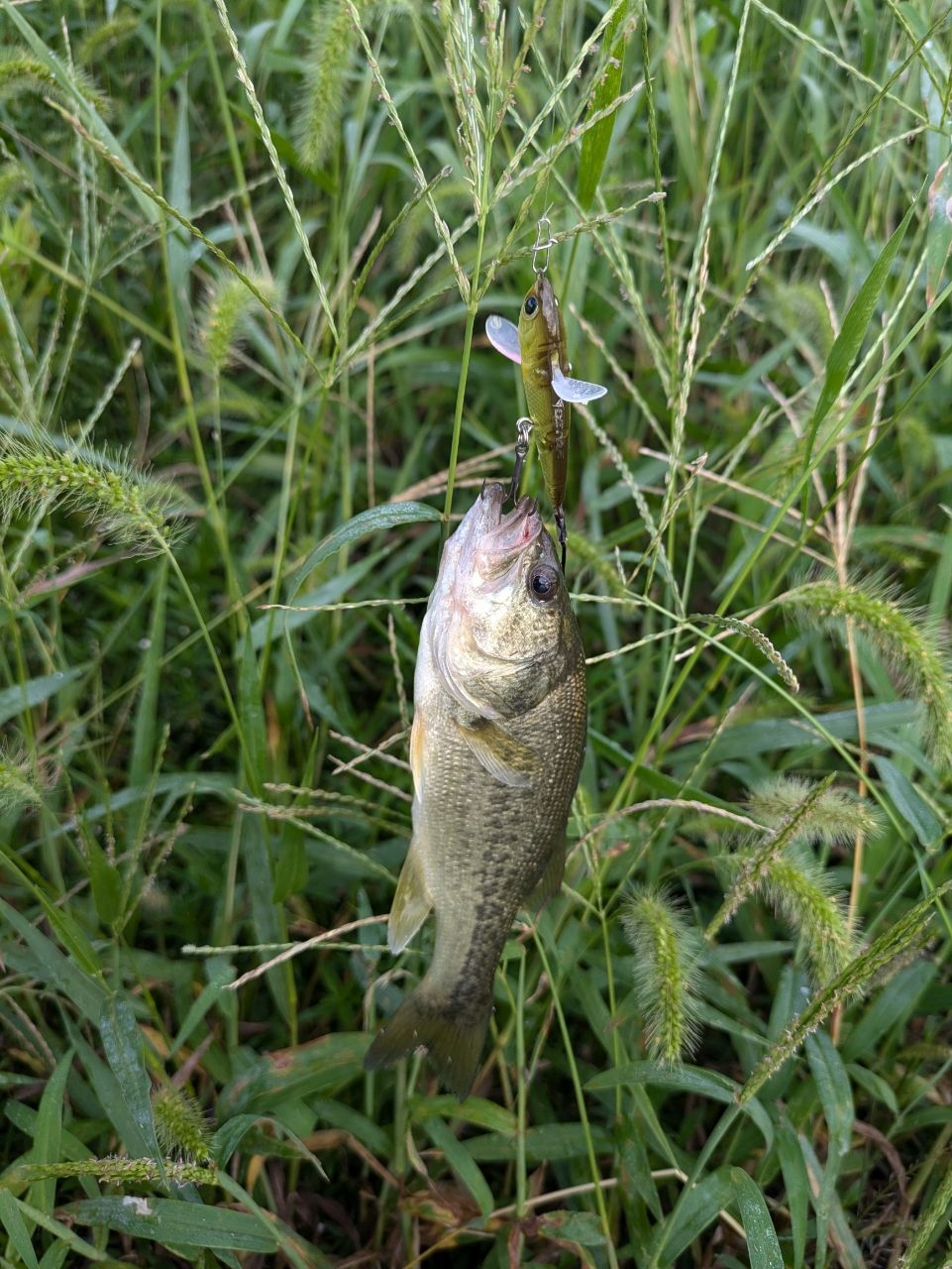 ラージマウスバス