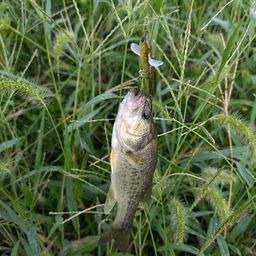 ラージマウスバス